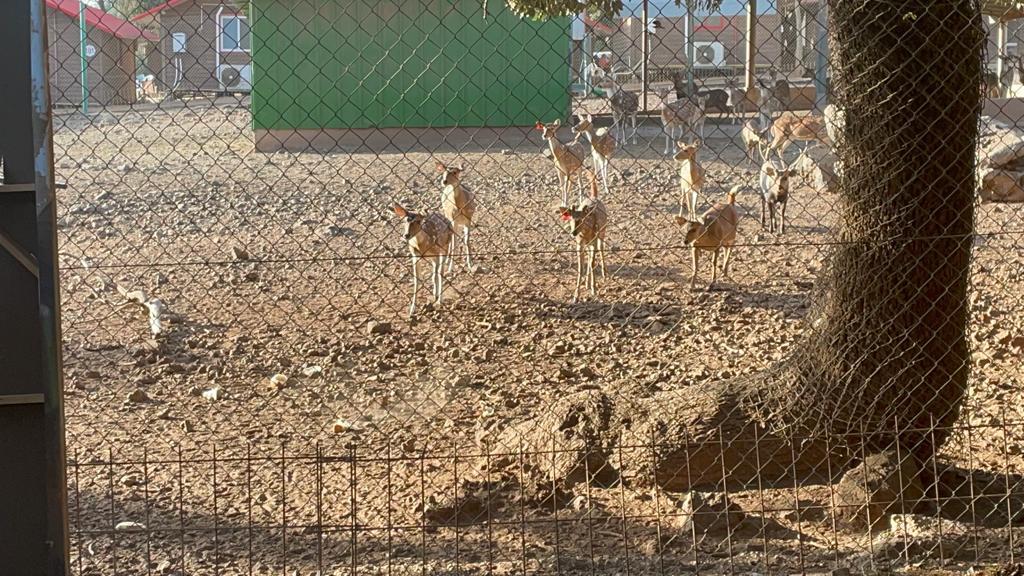 יער האיילים יער האיילים, צילום: רשות הטבע והגנים
