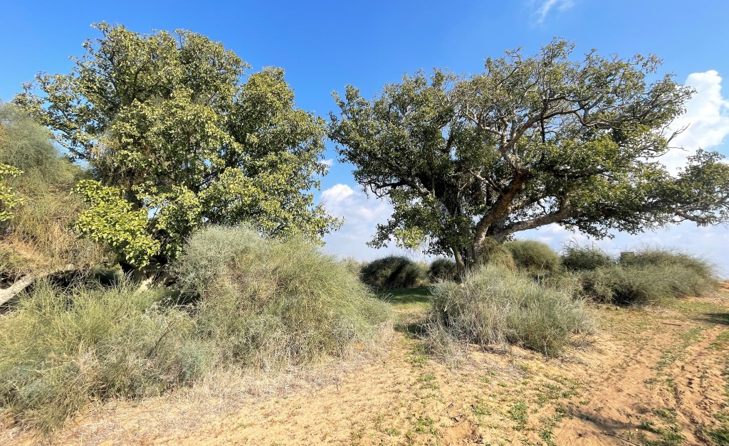 שמורת טבע שיטה מלבינה אשדוד