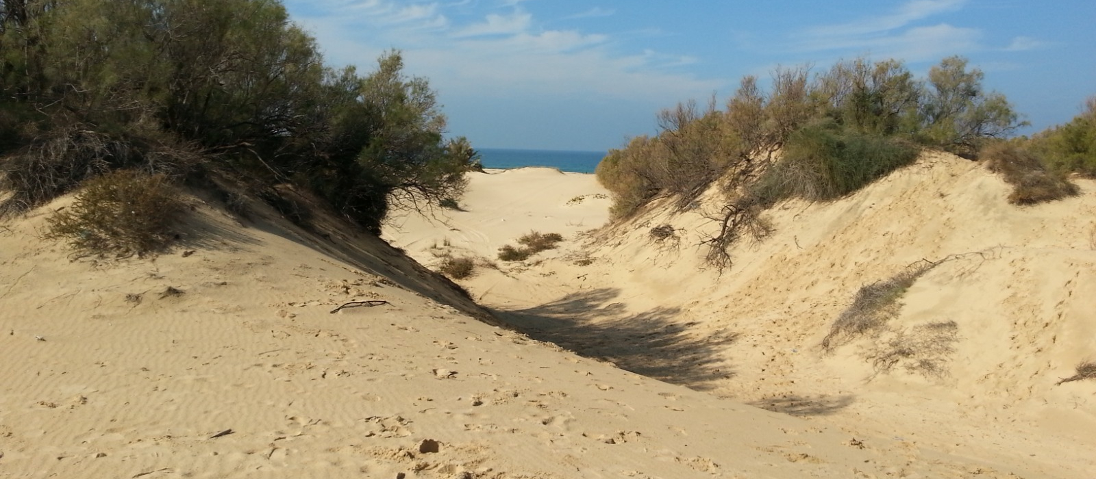 שמורת טבע חולות זיקים