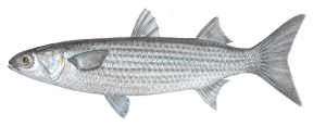 קיפון בורי (בורי) Mugil cephalus קיפון גדול ראש, אייר טוביה קורץ