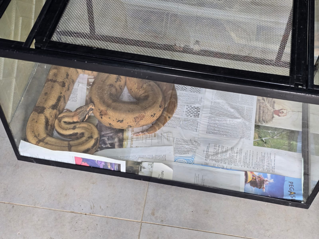 הנחשים שנתפסו הנחשים שנתפסו, דוברות המשטרה