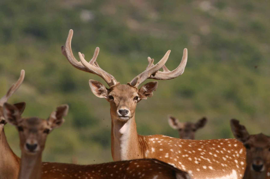 יחמור בשמורת טבע חי בר כרמל 