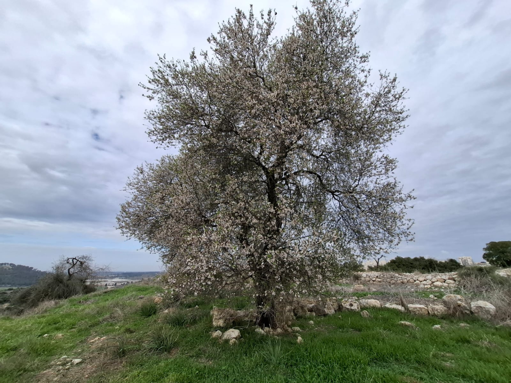 פריחת השקדיה בחורבת קיאפה. צילום: אדר סטולרו מליחי