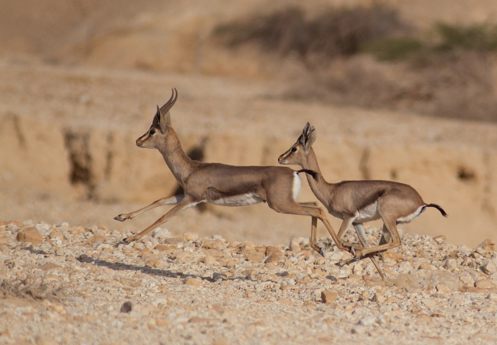 צבי שיטים . צילם דורון ניסים
