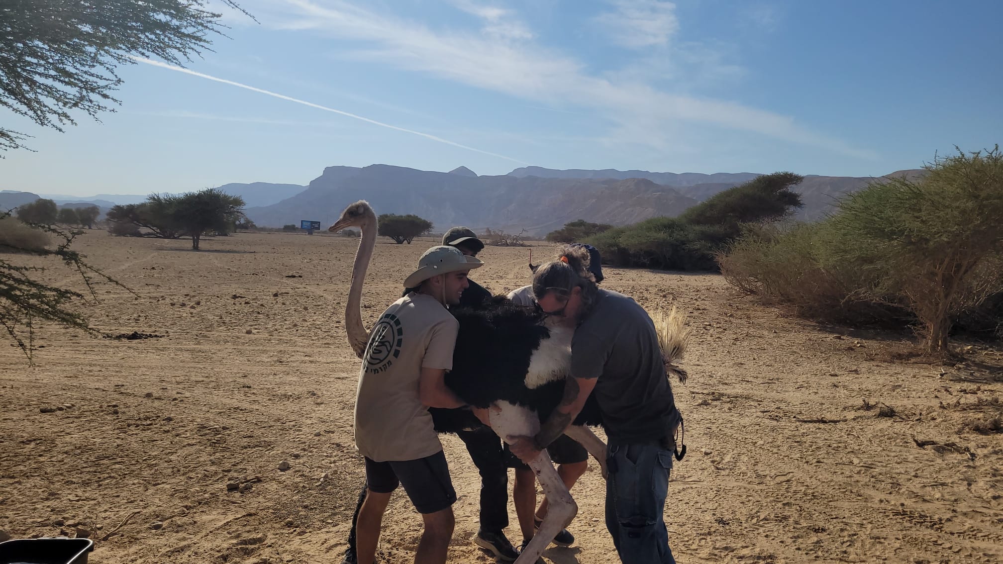 מתנדבים ממכינת באר אורה מסייעים בטיפול ביען בחי־בר יוטבתה; צילום: מור אוחנונה, רט