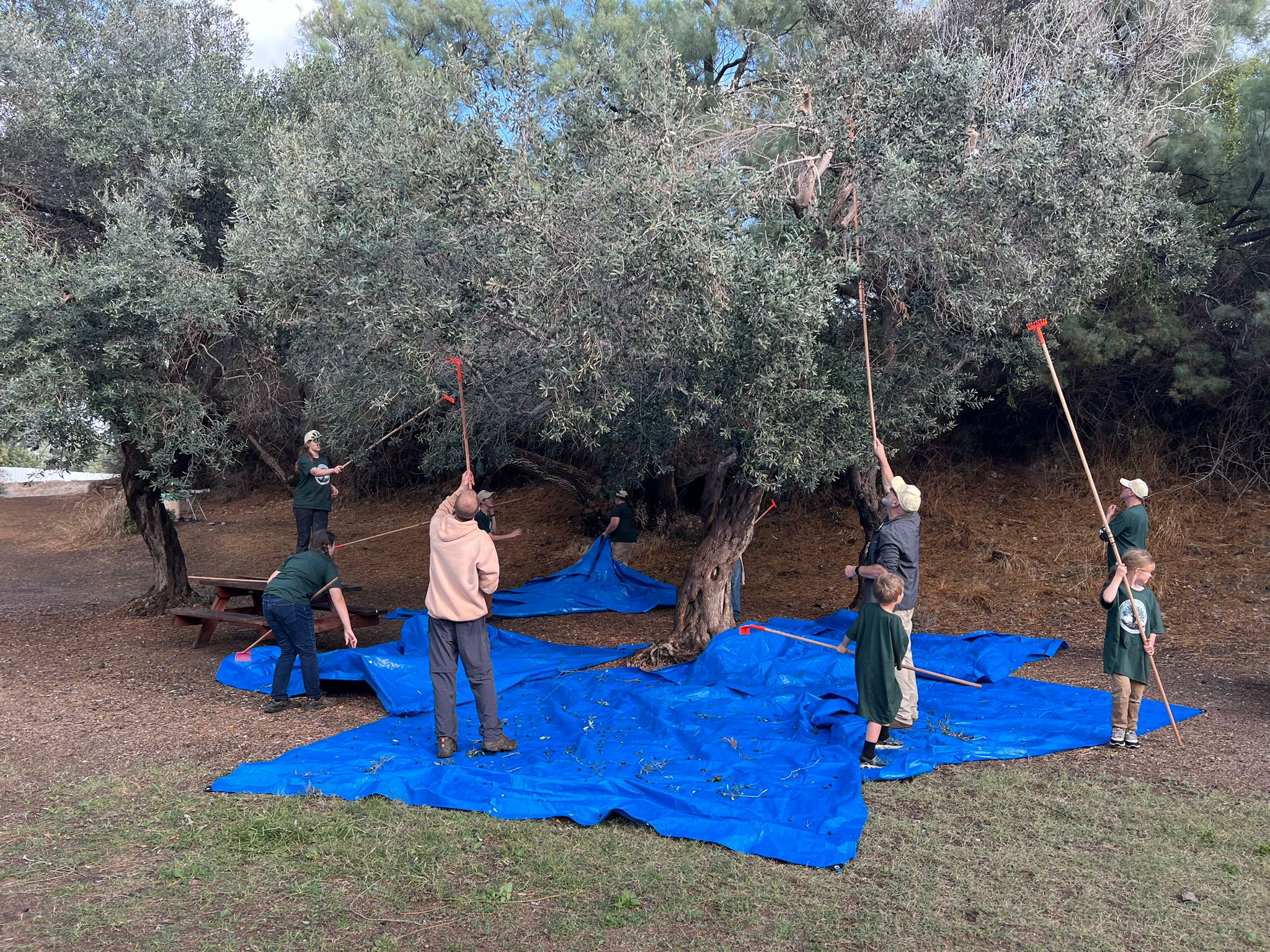 התנדבות במסיק זיתים באשקלון, צילום: חגי דביר