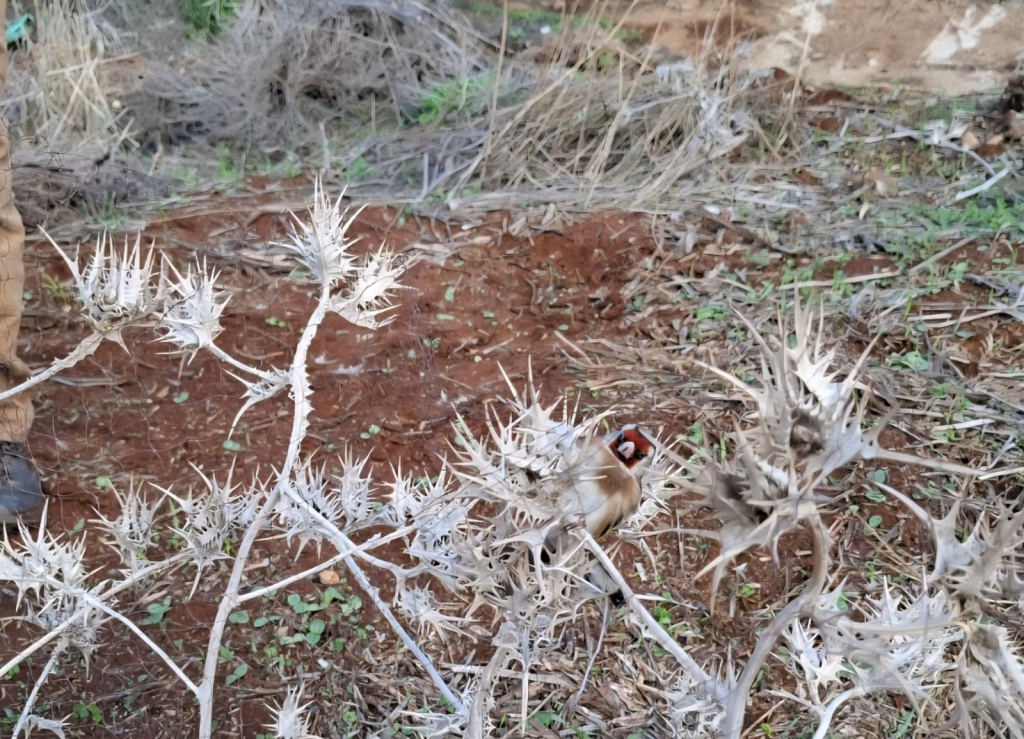 צייד חוחיות. צילום: דוברות המשטרה ורשות הטבע והגנים.