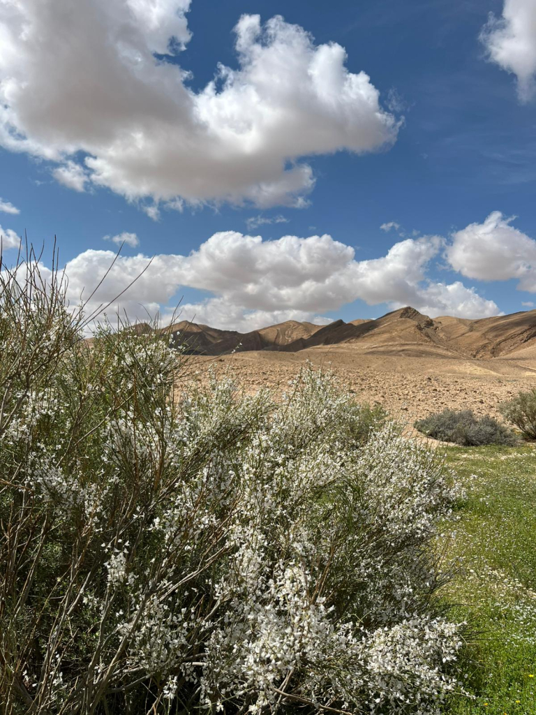 רותם המדבר. צילום: ג׳מיל אטרש פקח ציר המכתשים