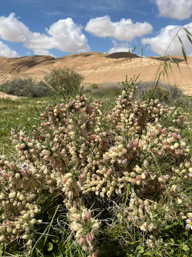 קידד משוחלף. צילום: ג׳מיל אטרש פקח ציר המכתשים