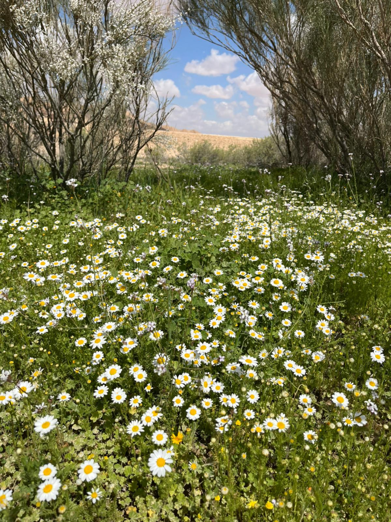 קחוון צולם בנחל ליד נחל מדור. צילום: ג׳מיל אטרש פקח ציר המכתשים