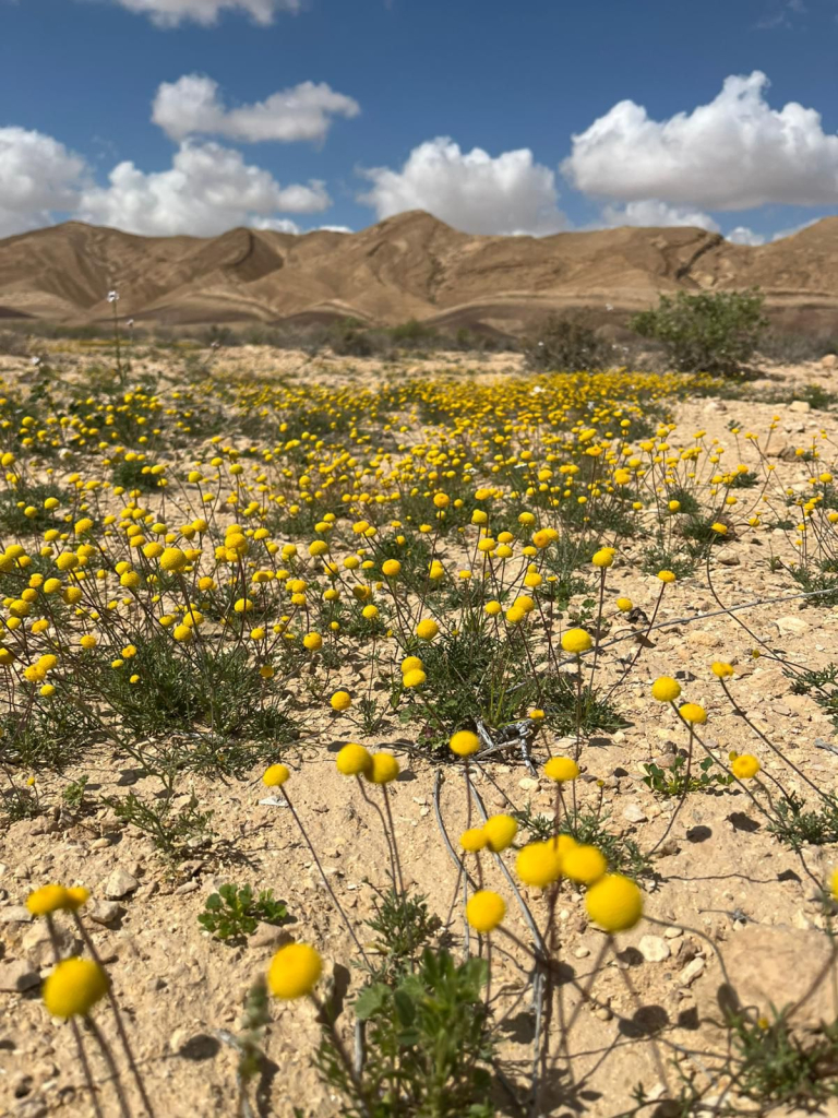 פרח אהרונסונית פקטורובסקי
 נחל מדור סמוך  להר הכרבולת נחל צין. צילום: ג׳מיל אטרש פקח ציר המכתשים