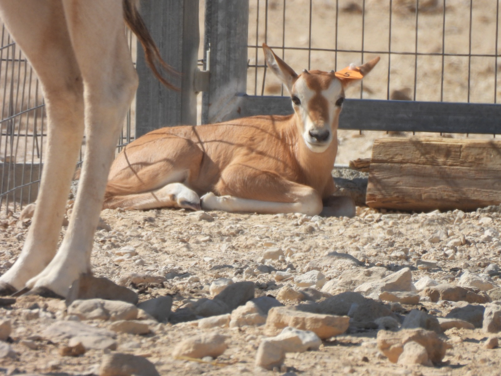 ראם סהרה בחי בר יטבתה. צילום אריק סוכר