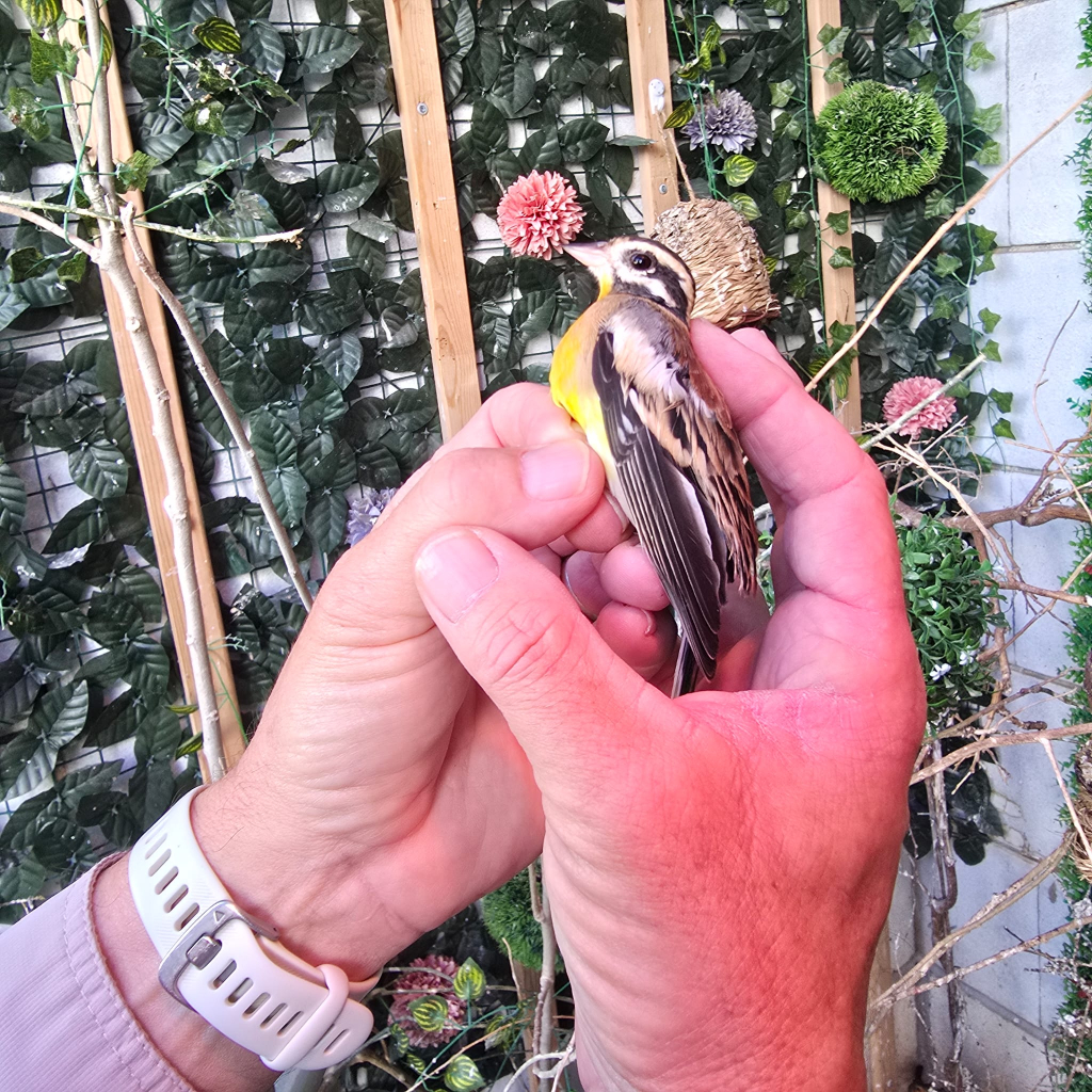 ציפורים שהוחזקו בניגוד לחוק. צילום: רשות הטבע והגנים