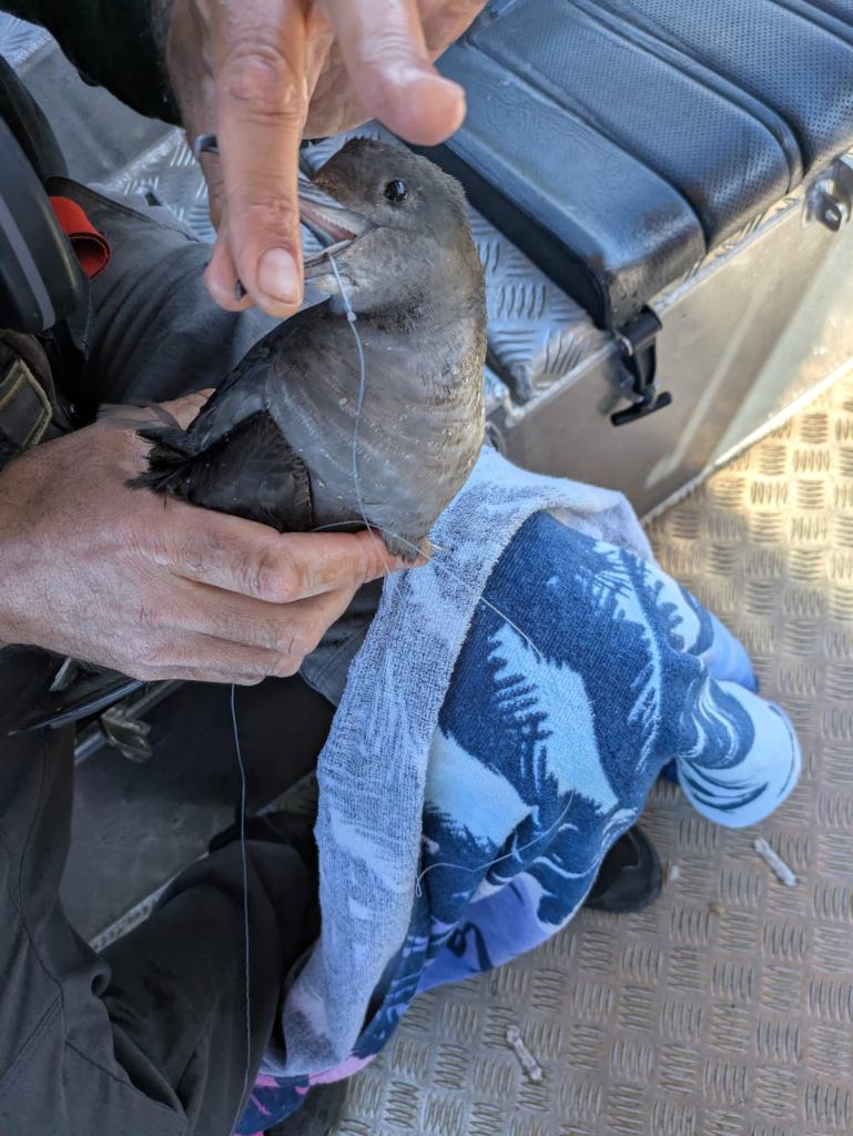 יסעור כהה חולץ ושוחרר במפרץ אילת. צילום - עמרי עומסי, רשות הטבע והגנים